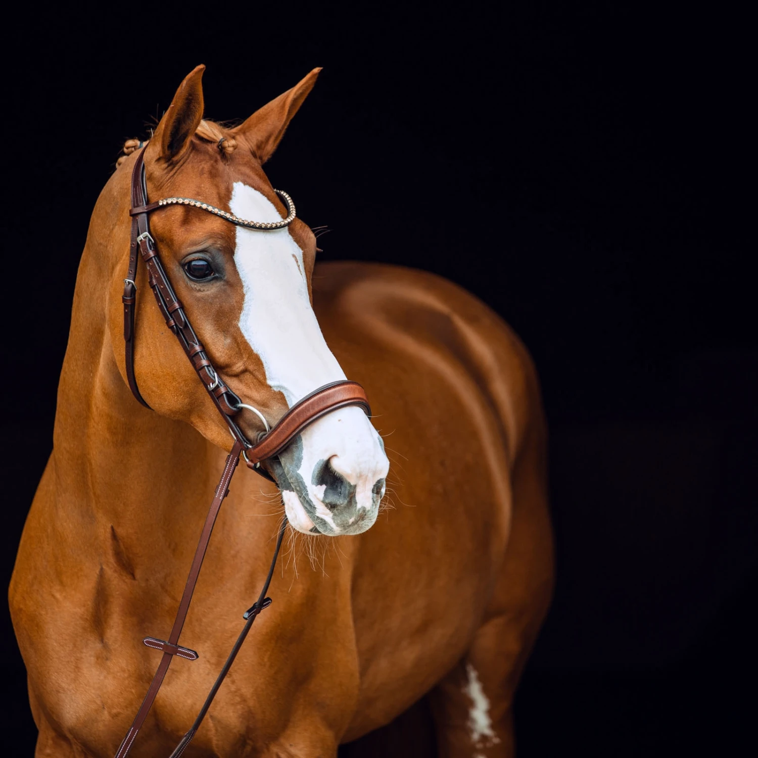 Horze Positano Anatomische Hannoveranische Trense 6 Horze Positano Anatomische Hannoveranische Trense – Bild 6