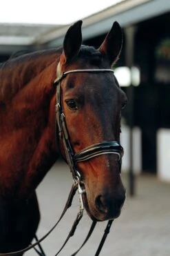 Horze Munich Stirnriemen Mit Strasssteinen 8 Horze Munich Stirnriemen Mit Strasssteinen -Reitsportbedarf 10162 ovgr 02