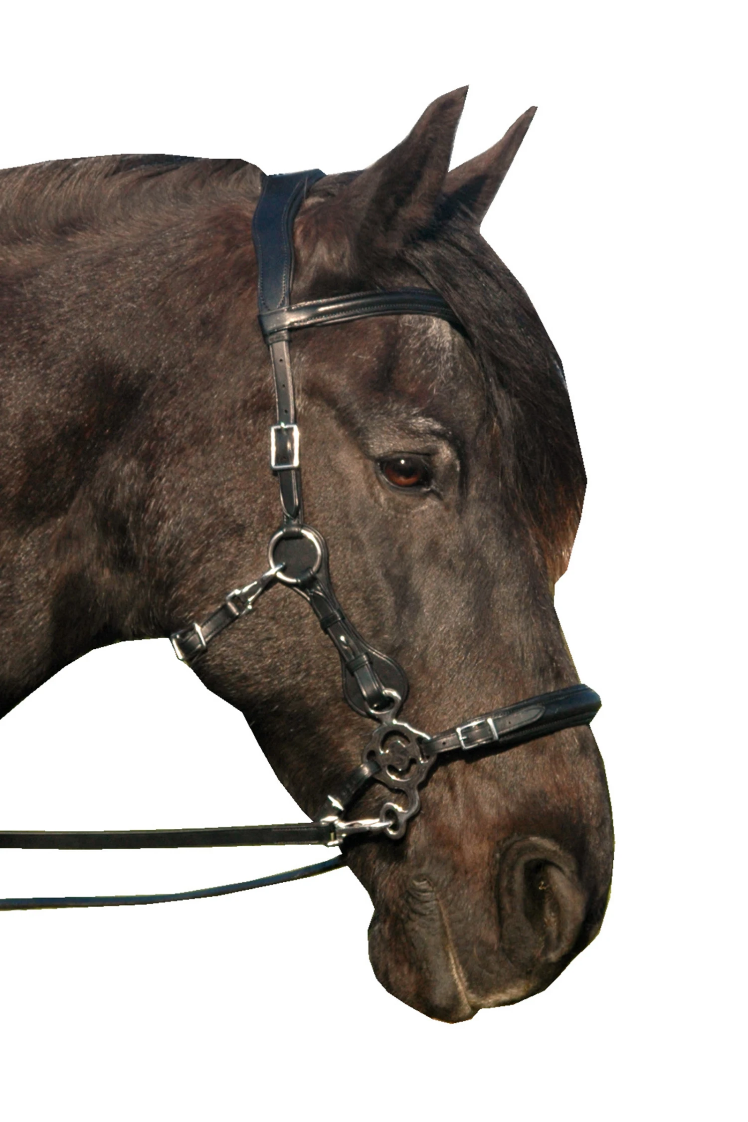 FRA Calli Hackamore (System 2) Mit Zügeln 3 FRA Calli Hackamore (System 2) Mit Zügeln – Bild 3