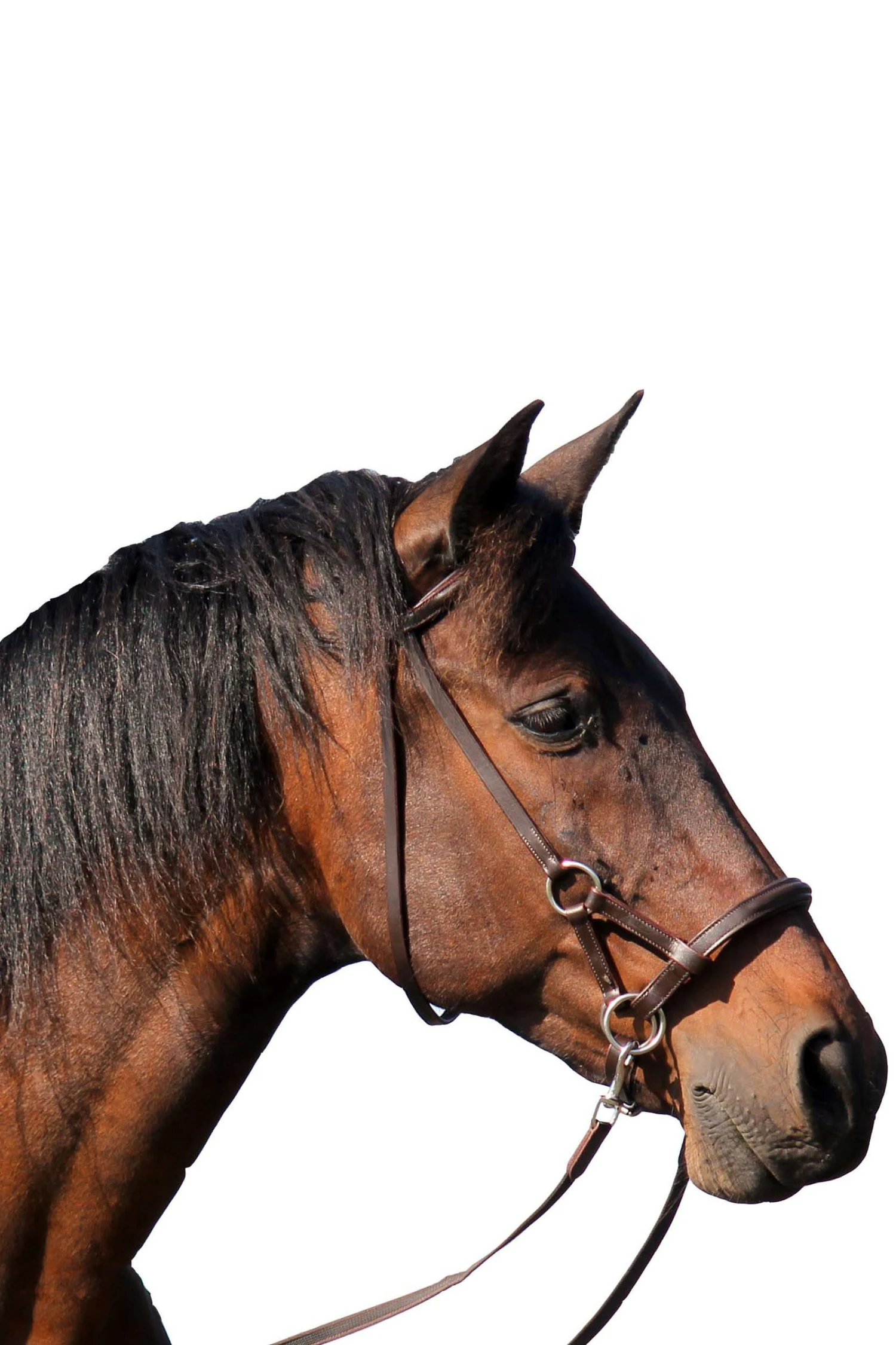 FRA Pardoes Sidepull (System 3) Leder Mit Anti Slip Zügeln 3 FRA Pardoes Sidepull (System 3) Leder Mit Anti Slip Zügeln – Bild 3