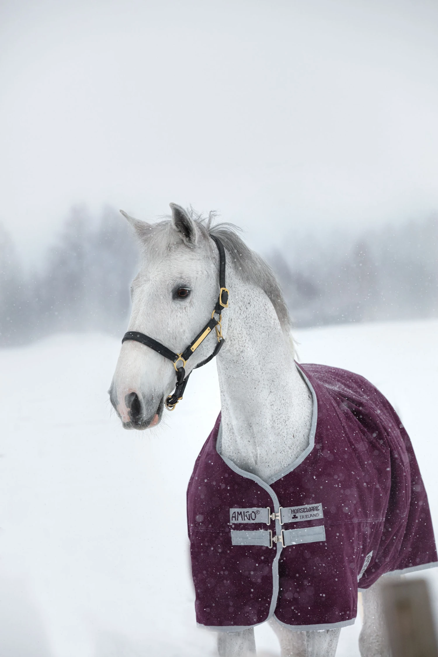 Horseware Amigo Hero Ripstop Winterdecke, 200g 1 Horseware Amigo Hero Ripstop Winterdecke, 200g