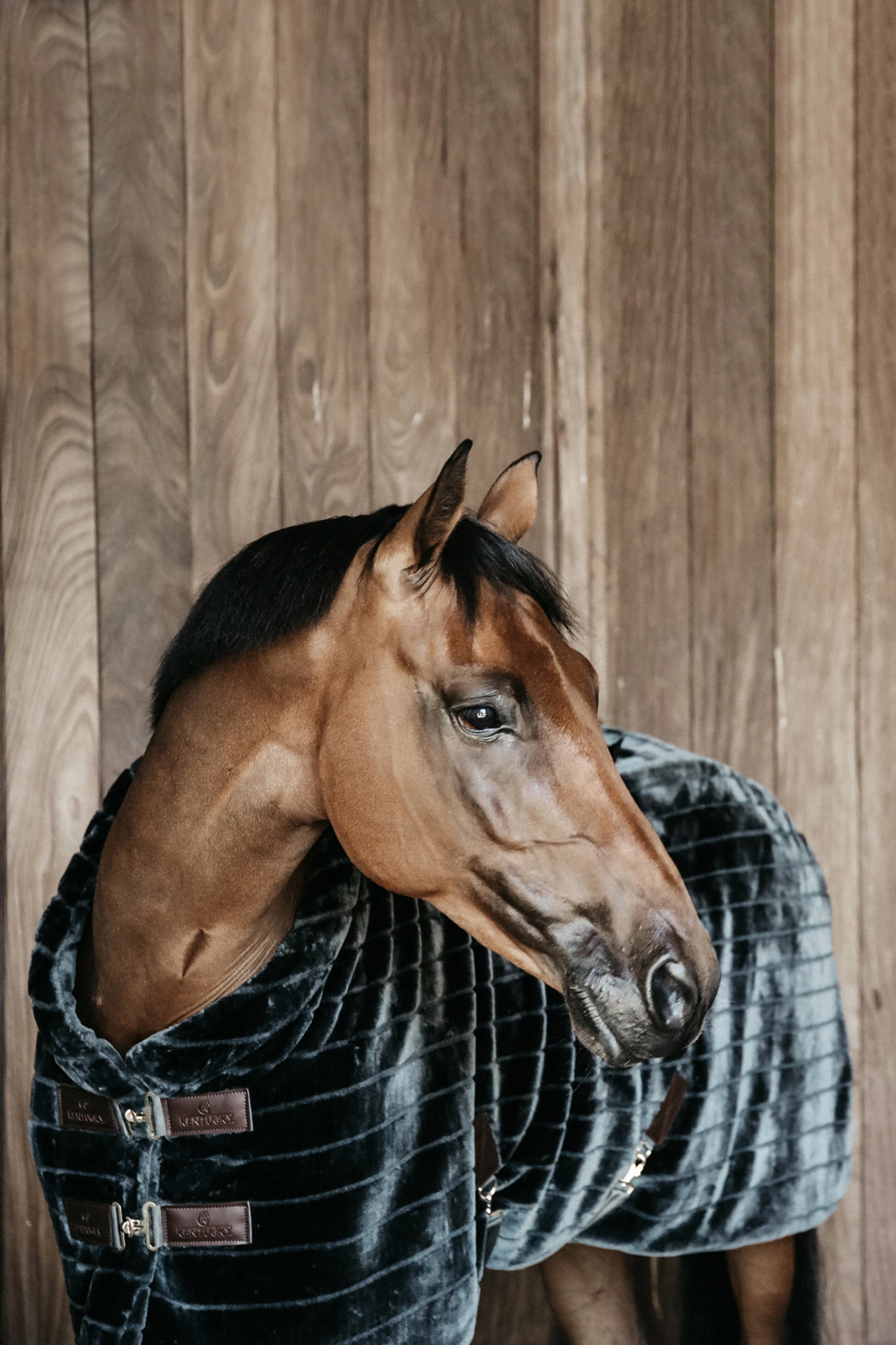 Kentucky Horsewear Fake Fur Stalldecke 2 Kentucky Horsewear Fake Fur Stalldecke – Bild 2