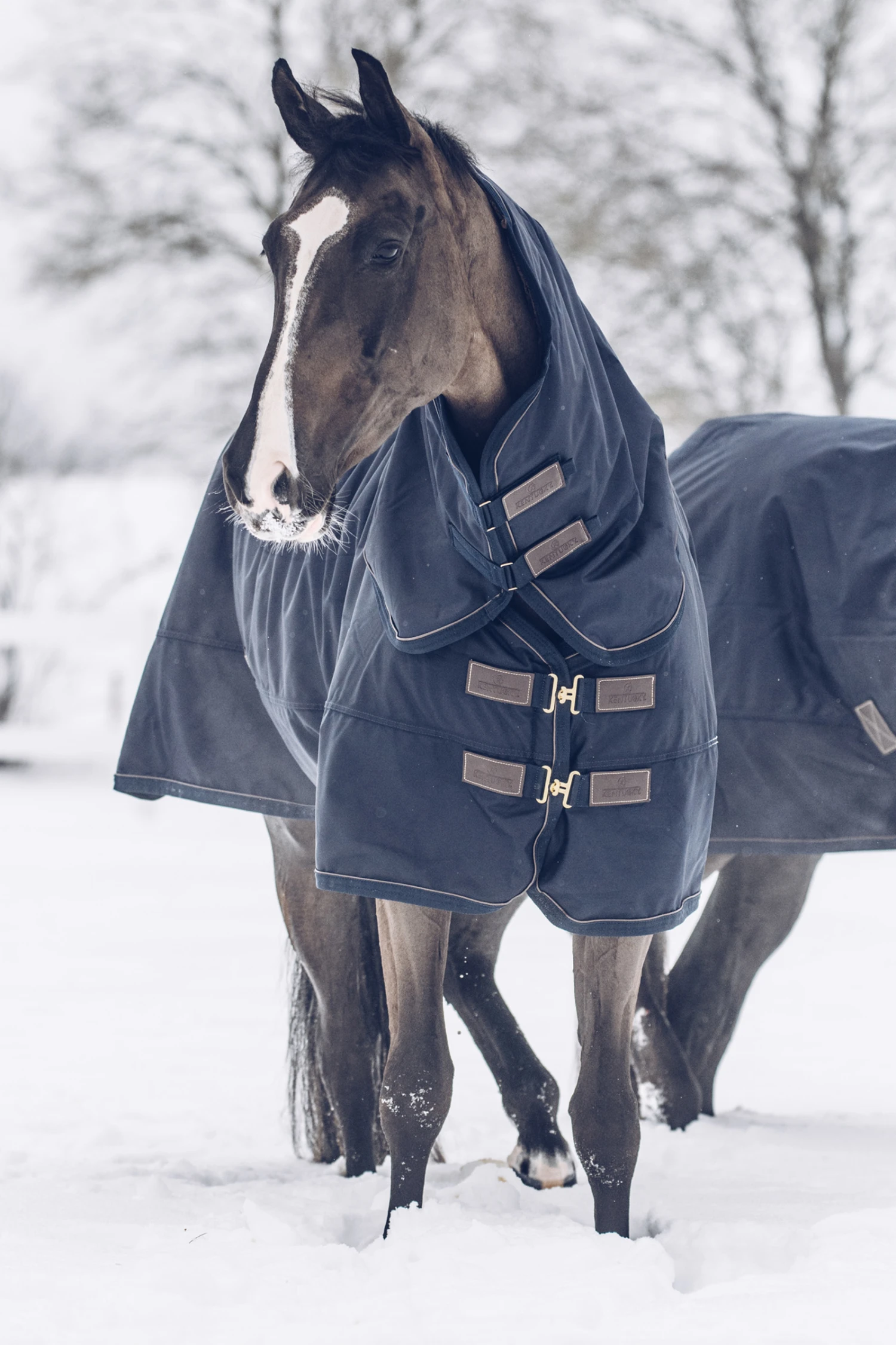 Kentucky Horsewear All Weather Waterproof Classic Winterdecke, 300g 1 Kentucky Horsewear All Weather Waterproof Classic Winterdecke, 300g