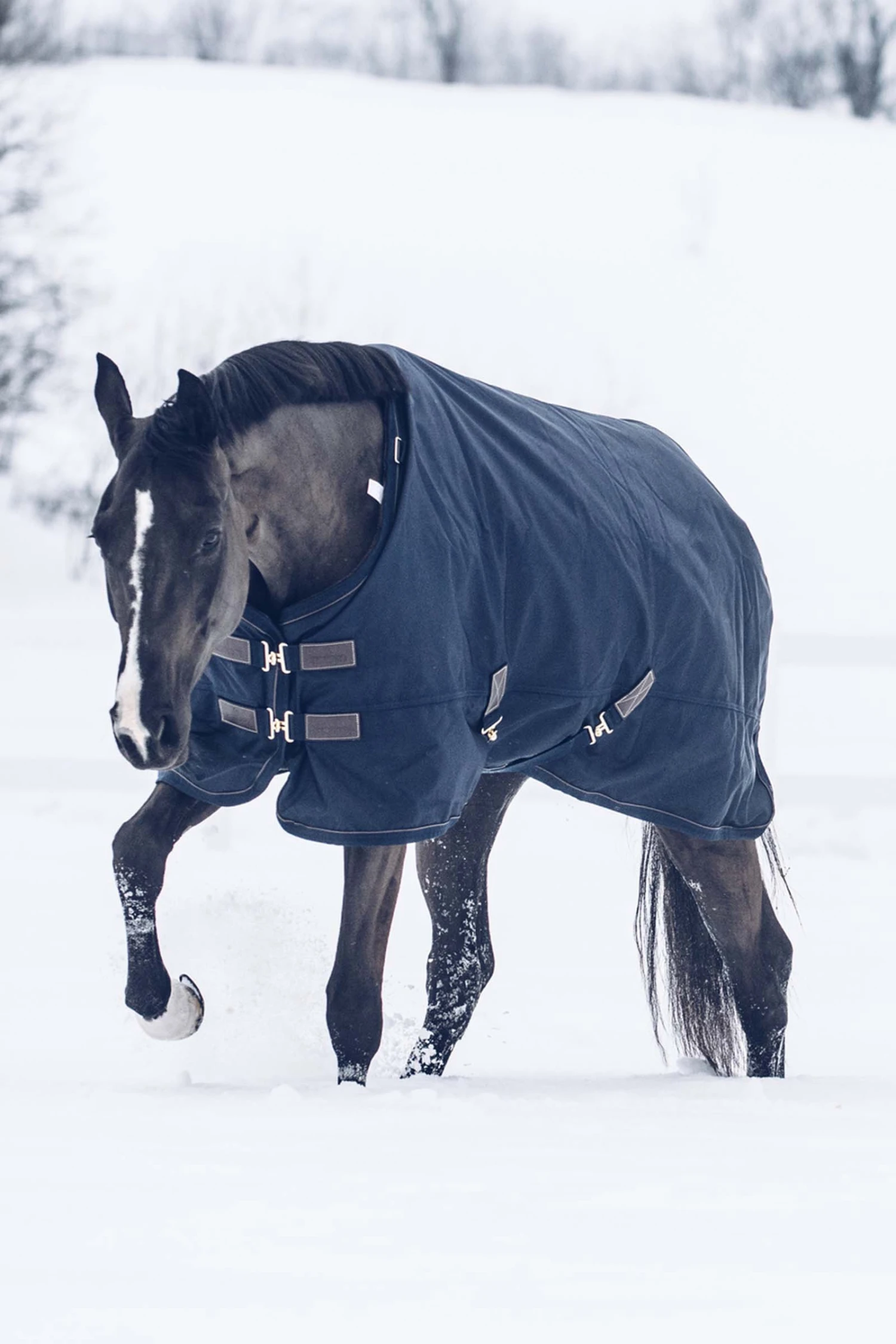Kentucky Horsewear All Weather Waterproof Classic Winterdecke, 300g 5 Kentucky Horsewear All Weather Waterproof Classic Winterdecke, 300g – Bild 5