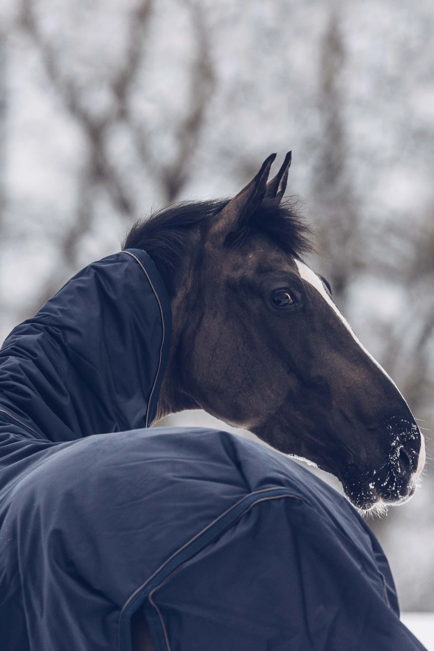 Kentucky Horsewear All Weather Waterproof Classic Winterdecke, 300g 6 Kentucky Horsewear All Weather Waterproof Classic Winterdecke, 300g – Bild 6