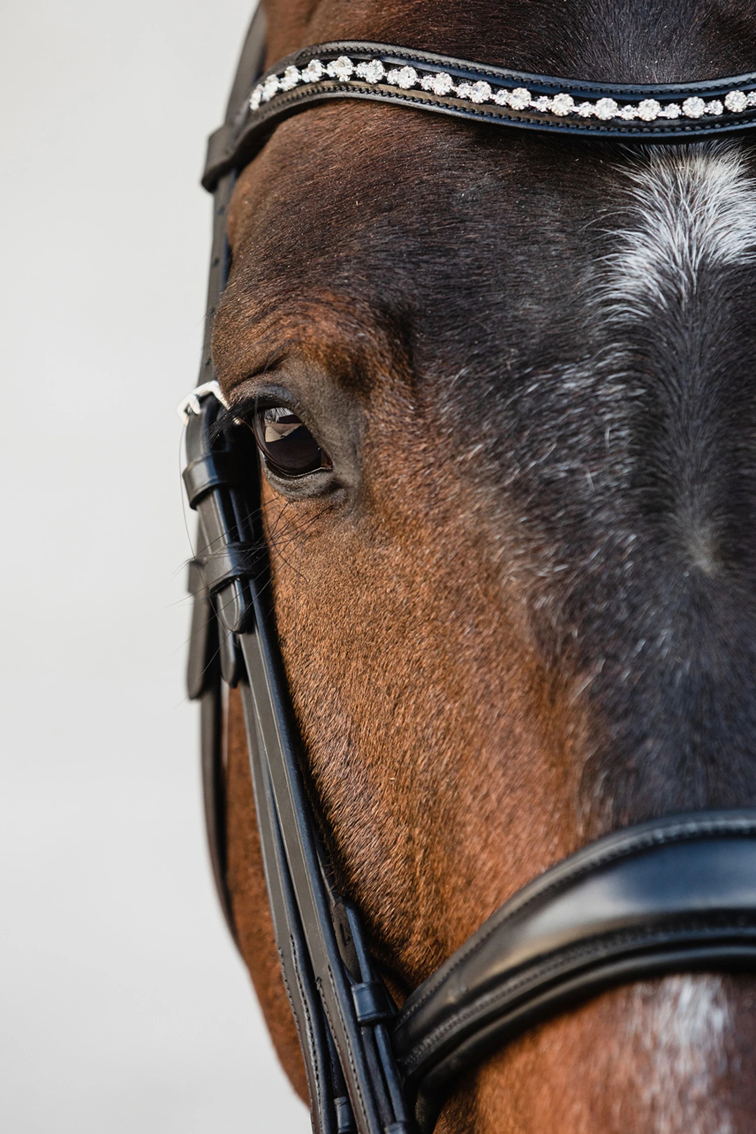 Schockemöhle Milton Anatomische Kandare 3 Schockemöhle Milton Anatomische Kandare – Bild 3