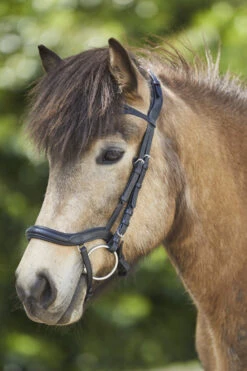 Waldhausen Anatomic Island Trensenzaum 8 Waldhausen Anatomic Island Trensenzaum -Reitsportbedarf 343984 BL 3