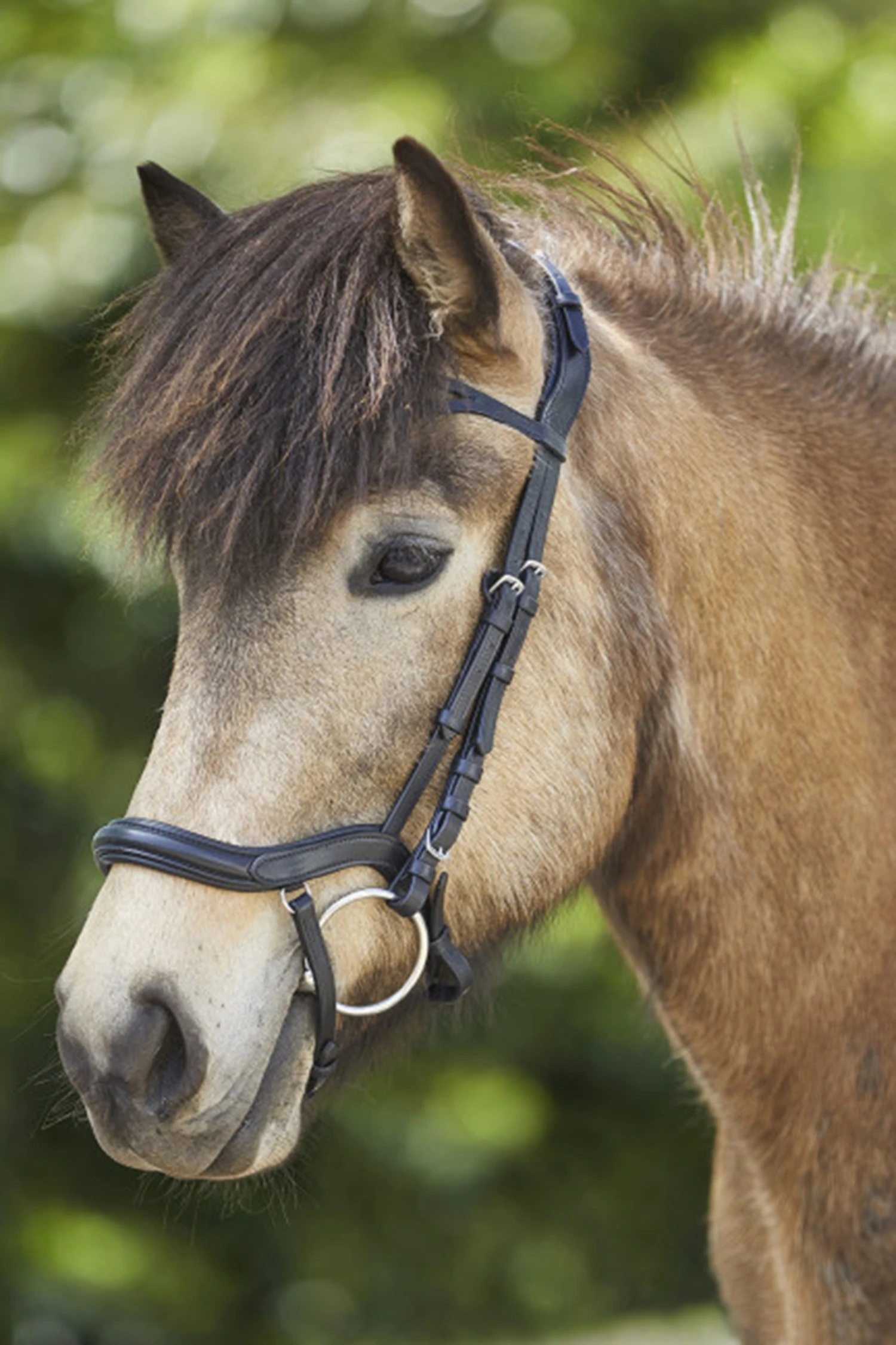 Waldhausen Anatomic Island Trensenzaum 3 Waldhausen Anatomic Island Trensenzaum – Bild 3